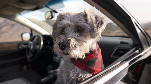 Best Dog-Friendly Cars for Pet Owners 2026