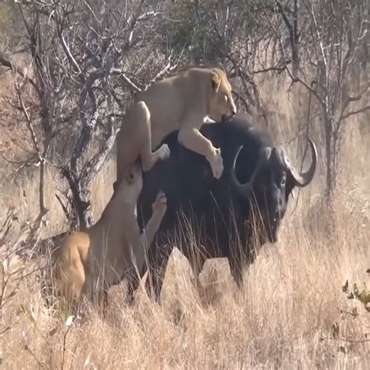 3 Lions Bring Down Buffalo😢😢😢 😁💀🤖 | Ariel Tweto