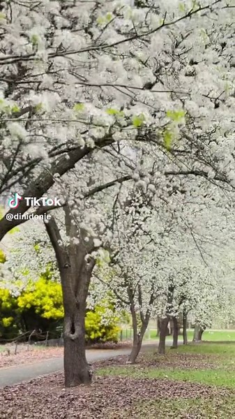 Hello Spring 🌸🍃🍃🌱#fyp #spring #australia #hellospring