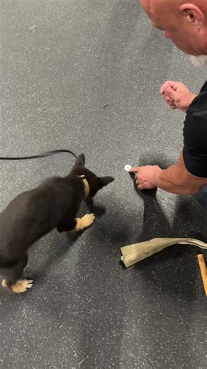 11 Week Old GSD Puppies: Training Insights and Tips