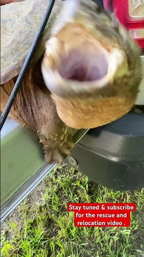 common snapping turtle (Chelydra serpentina) #explore #reptiles