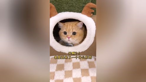 家里来了一个什么东西