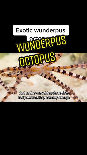Mimic Octopus: Rare & Incredible