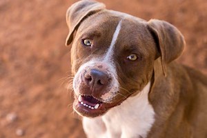 Volunteer – Free to Live