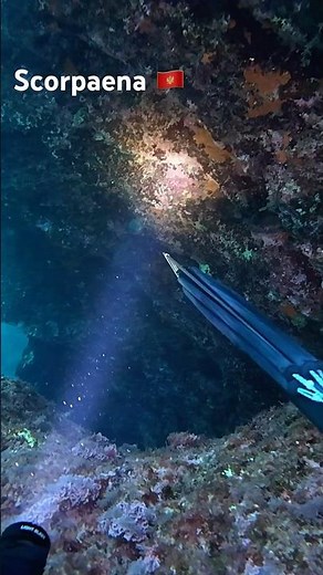 Scorpaena spearfish Montenegro 🇲🇪 #spearfishing #montenegro #fish #scorpeana