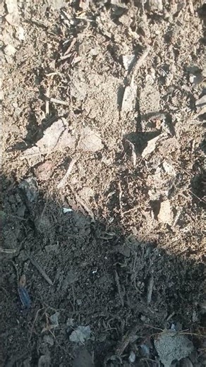 Incredible Insect Movement in Macro View