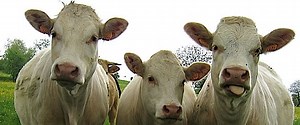 A study in cow dynamics