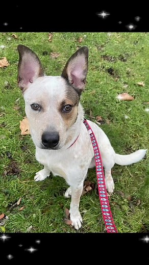 Please consider adopting Dopey!! He wants to be home for the Howlidays 🐾🐾♥️🎄♥️🐾🐾MEET DOPEY‼️🐾🐾🐾. FROM HIS FOSTER:Dopey (1st pupper pictured) does pretty well on a leash, and goes potty outside. Still needs to get on a good routine so he doesn’t have any accidents. My work schedule isn’t the best for potty training (to be honest). He’s good with other dogs. Would do best if he’s in a home with another dog around his size (35-45 lbs). He loved being at Troy’s house when I was on my work tr