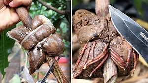 Wow..Amazing😯😯 How to growing and air layering mango tree🥭🥭🥭 | Grafting Examples