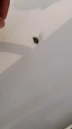 Stepping on a bug but I miss like two times