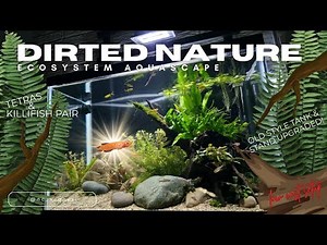Dirted Nature Tank Ecosystem Aquascape with tetras + killifish pair #aquascape #aquarium #fish