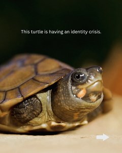 Turtle Conservancy on Reels