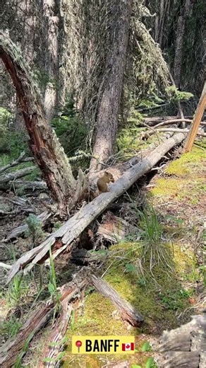 Will you believe this wild life stopped the crowd at one of the most popular Banff hiking trail!