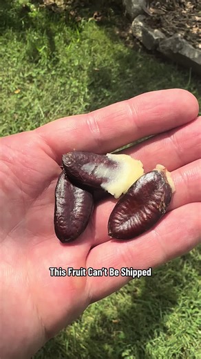 Most people have never tasted this fruit because it can’t be shipped ripe. This pawpaw tree was grown from seed and took years before it finally produced its first fruit. Pawpaw is America’s forgotten native fruit with a custard-like flavor, completely different from anything you’ll ever find in a grocery store. This is what real fruit looks like when it’s grown for flavor, patience, and rarity, not shelves and shipping. 🌱🍈🔥 #Pawpaw #RareFruit #GrowYourOwnFood #FruitTreeTok #BackyardOrchard