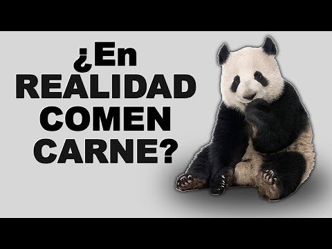 🐼 How are pandas born and how do these mammals feed? - Wild Animals