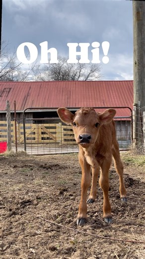 13K views · 739 reactions | Meet BUTTER, the freshest Jersey heifer...