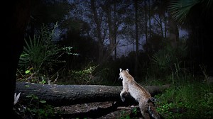 Get a behind the scenes glimpse of News-Press photographer setting up camera trap