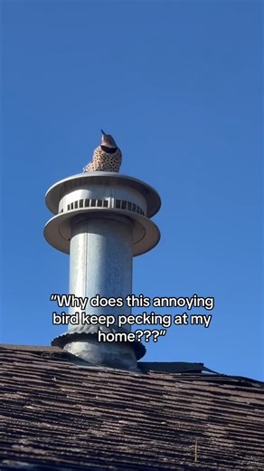 Think Wild on Instagram: "When a Northern Flicker is pecking on your home, it is often either attempting to excavate a new nesting cavity or performing territorial drumming during breeding season. Both behaviors are part of how flickers naturally use their environment. In forests, these birds carve nest cavities into dead or dying trees. In many neighborhoods, those trees have been removed, leaving fewer suitable nesting options and pushing flickers to investigate structures that resemble natura