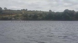 1.3K views · 29 reactions | Irish Championships Day 2 - Mens Masters 8+ | Rowing Ireland | Facebook