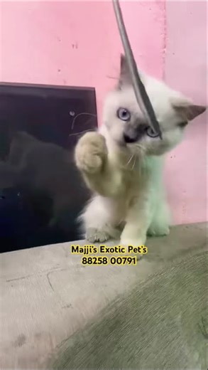 Himalayan playful kitten waiting for. Sweet home 🏠 #viral #pets #petshub #cat #viralvideo #majjis