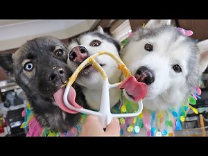 Bloopers From The Carrot Cake Birthday Cake For Dogs Video!