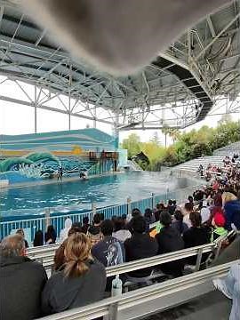 Amazing Dolphin Show at Discovery Kingdom 🐬💙 #amusementpark