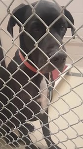 1.1K views · 33 reactions | 7/25-LEFT WITH ADOPTER <3 7/23-ADOPTION...