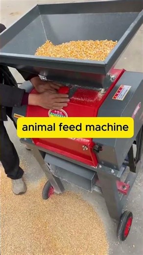 Efficient Corn Chopper for Livestock Feed | Grain Grinding for Small Farms #feedmachine