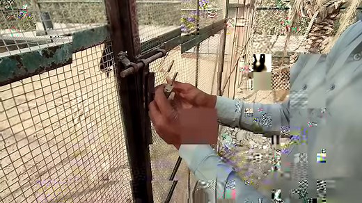 186K views · 4.6K reactions | Emu bird breeding in our zoo . Emu eggs are large and look like avocados. One emu egg has the same weight and volume as 10 to 12 chicken eggs! The eggs are dark green and shiny, with small pits on the surface. The brown-and-cream-striped chicks are precocial. | The Elixir Private Zoo | Facebook