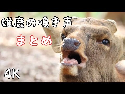 雄鹿の鳴き声 まとめ The meny moment the stag crows