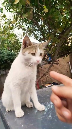 angry Friend 😅 cute cat 😺