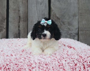 Best Spokane Doodles Available — Crockett Doodles