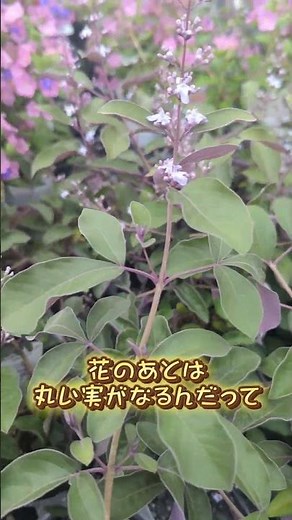 風に揺れるカラーリーフ。小さな紫色の花 セイヨウニンジンボク“プルプレア” #おすすめ #カラーリーフ #花 #葉 #garden #香り #diary #福岡
