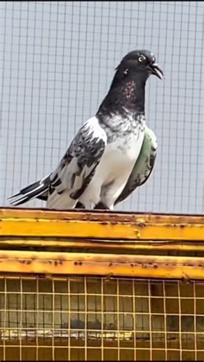 Teacher Adnan KhanPigeon Landing Madness!Kabootar KiDangerous Flight |#pigeon#kabootarbazi #shorts