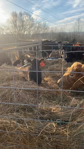 #bvcc #showcattle #showcattlethings #calvingseason #showcattlekids #showcattlelife #showcattletiktok #cattle #farmlife