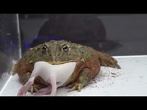 Pixie Frog Applies Pressure / Warning Live Feeding