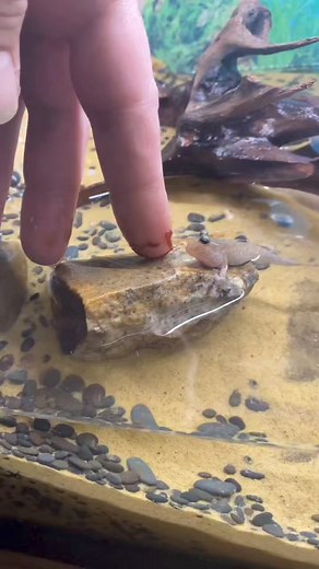 Feeding mudskipper, source by @cemms81 #aquascape #brianaquatic #reelsfb #reelsviral #fyp #everyone #fbpro #starsendereveryone | Brian Aquatic