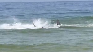 Watch ferocious hammerhead shark attack STINGRAYS as tourists flee beach