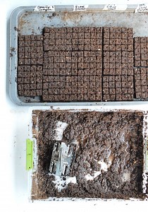 How To Make Soil Blocks - A Complete Guide to Start Seedlings