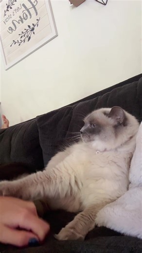 Funny Cat and Dog Moments: Apologies from Pee