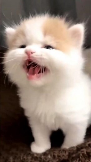 Adorable Baby Kittens You Can't Stop Watching 😻 | Cute Kitten Compilation