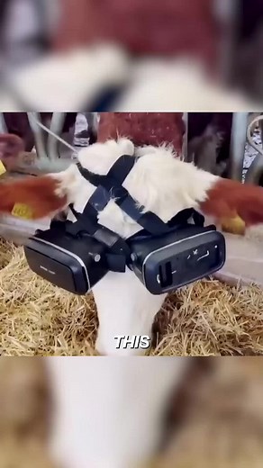 Cow in VR Headset Relaxes, Boosts Milk Yield