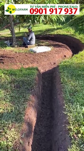 Durian trees planted deep in the soil require drainage ditches.