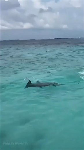Hammerhead Shark Chasing Stingray 🦈😱😱😱 . . #hammerheadshark #stingray #oceanlife #marinelife #FishLifeWorldTV | FishLife world TV