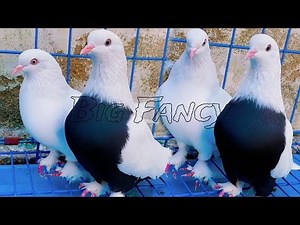 Beautiful Fancy Pigeons | Rare Breeds & Stunning Colors | Best Fancy Pigeon Breeding Compilation