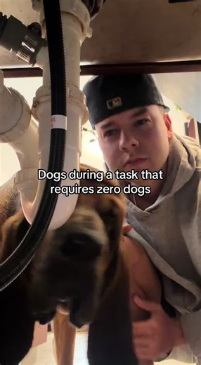 “I see the problem right here” #dogsoftiktok #trend #comedy | dogs during a task that doesnt require dogs