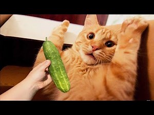 Cat Scare Of Cucumber - Funny Cat Reaction | Cool Pets