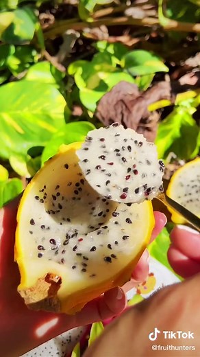 Dragon Fruits are 30% OFF! Enjoy all 3 dragons 🐉 #houseofthedragon #dragonfruit #fyp