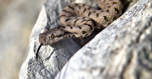 Qui est le serpent le plus dangereux de France ?