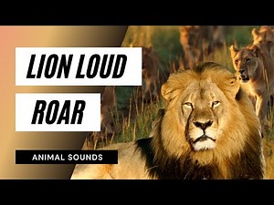 Lion Loud Roar Sounds - intense lion roaring sounds | scary lions roar sound effect!